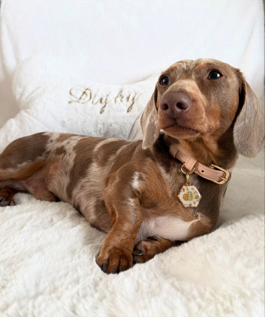 How to Look After Your Pets (Without Losing Your Mind)